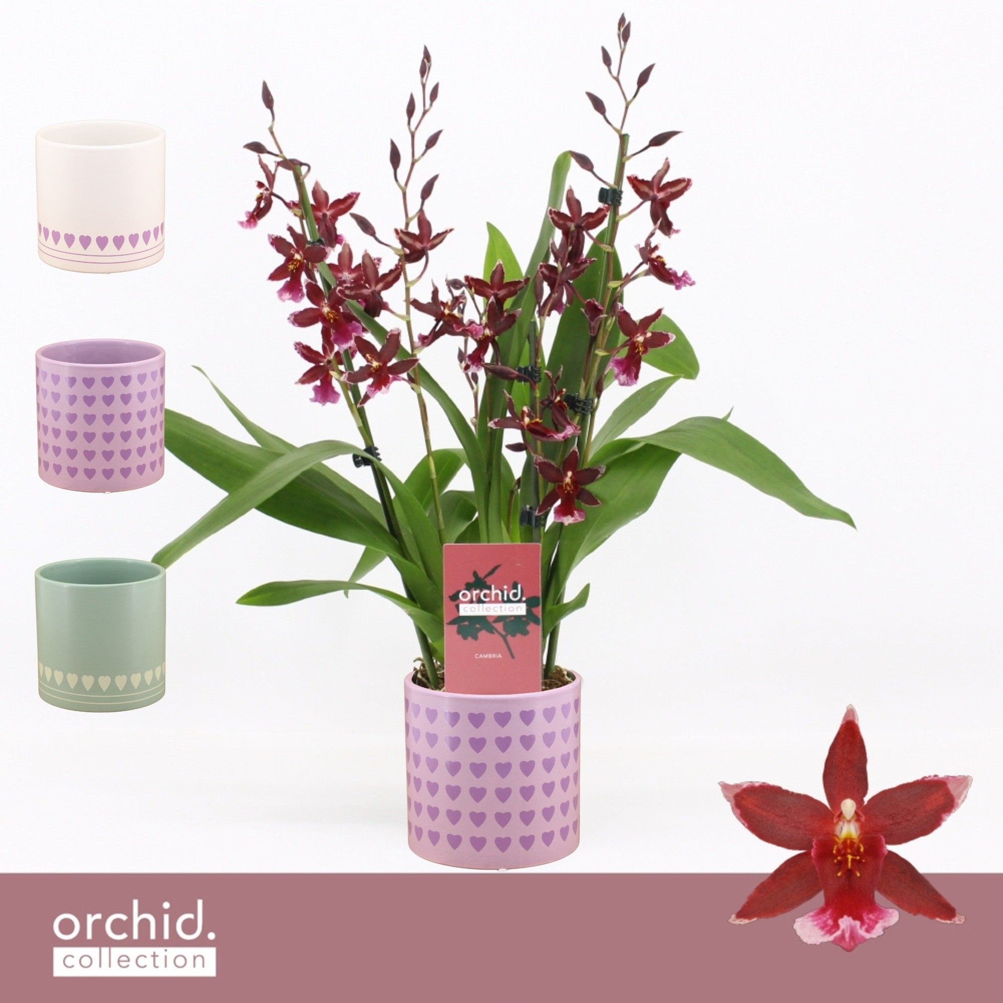 Barrocco Red, 3/4-spike in Horizon Love 'Orchid Collection', D 12