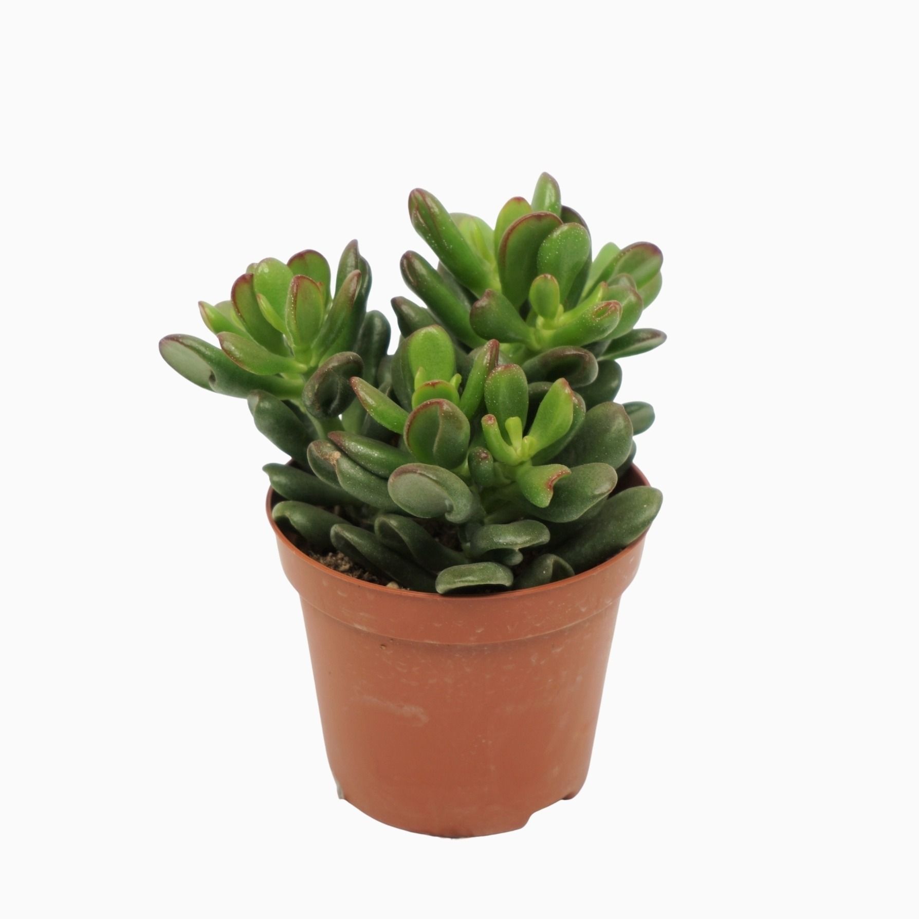 Crassula gandalf 8,5 cm, D 8,5 cm