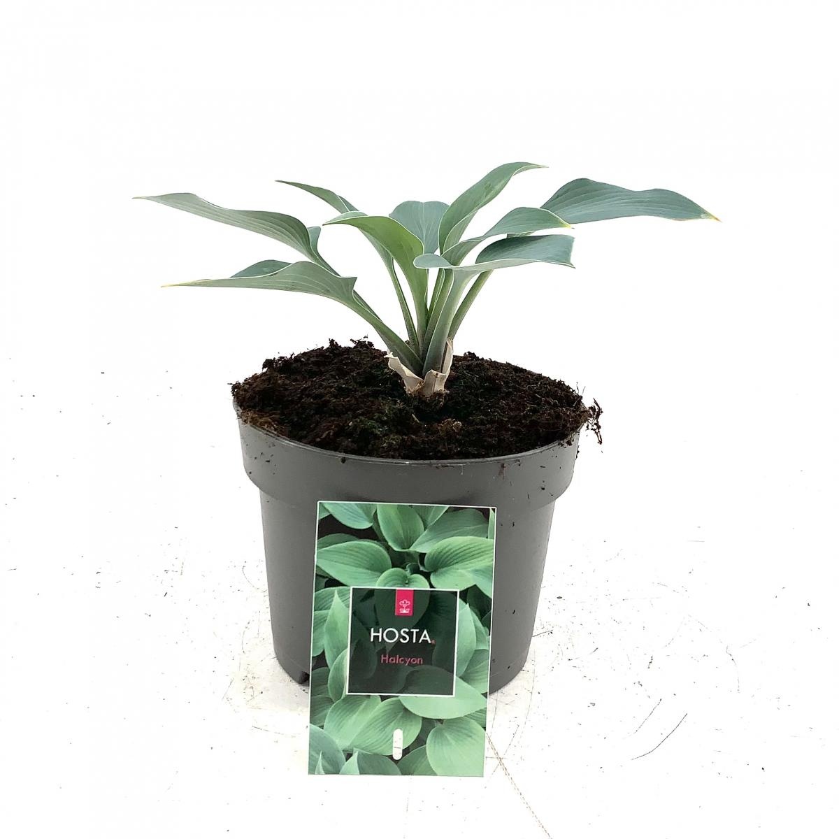 Hosta 'Halcyon', D 17 cm