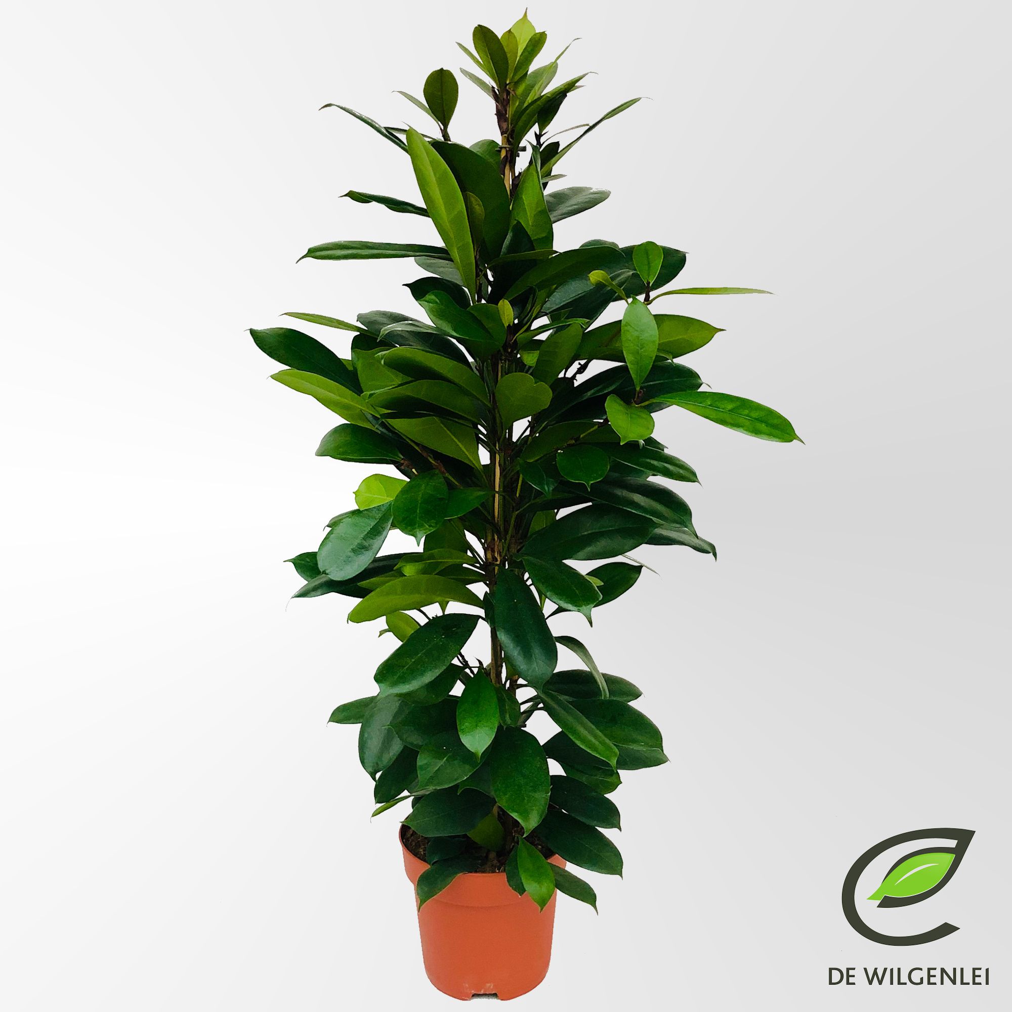Ficus cyathistipula p21, D 21