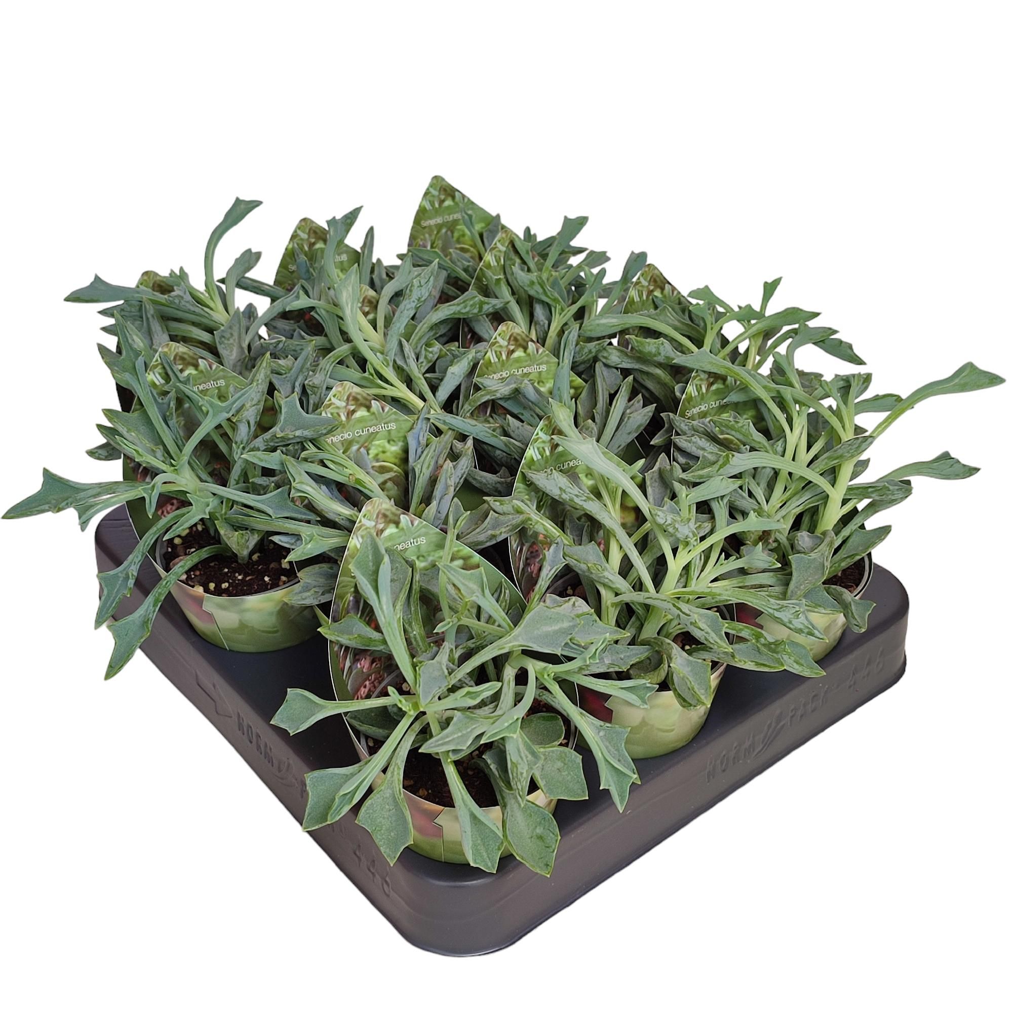 SENECIO CUNEATUS - POT Ø 6,5 WITH POTCOVER (SUCCULENTEN), D 6,5