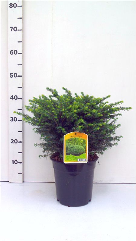 Picea omorika ' Karel, D 19