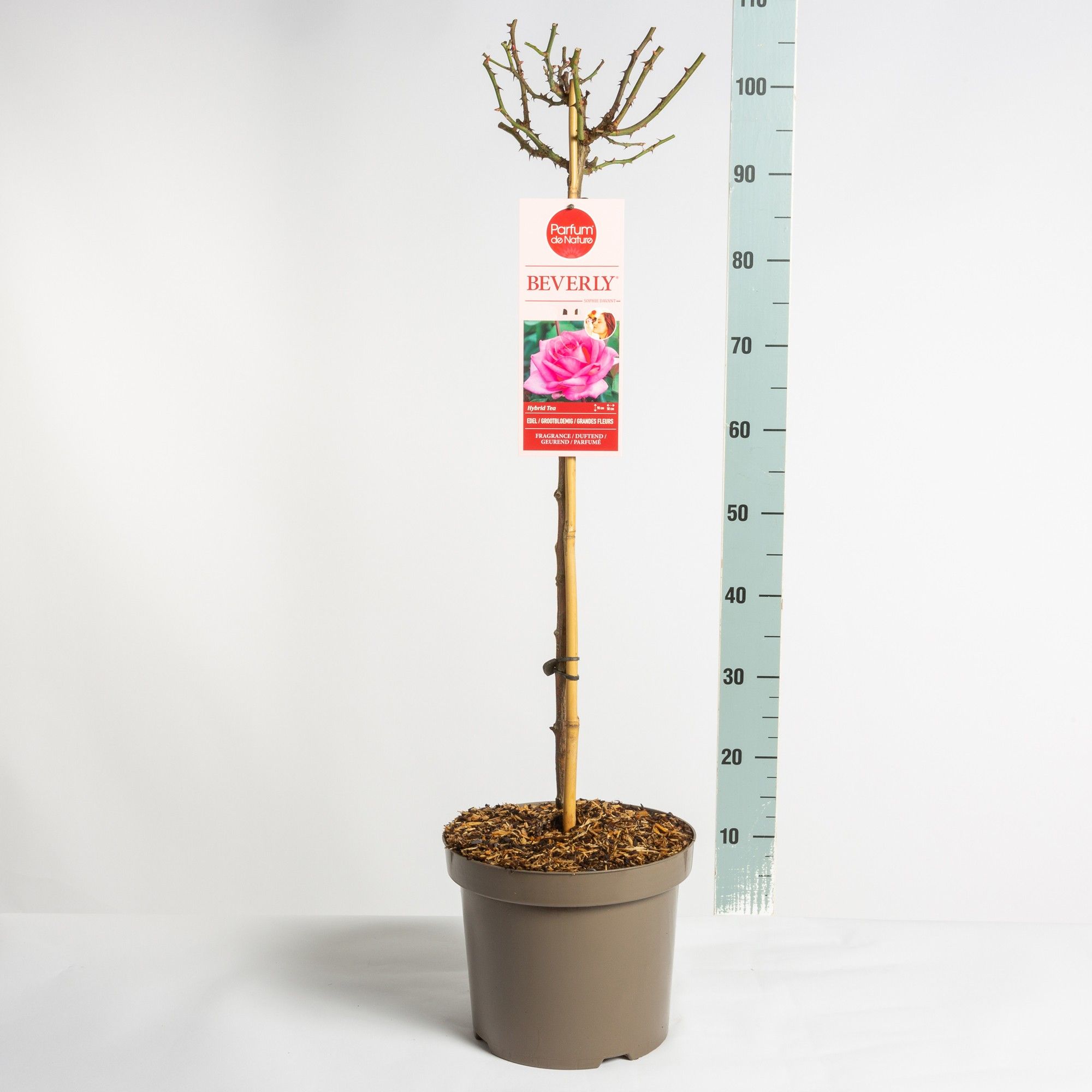 Parfum de Nature Beverly ®, stam 70, C7.5, D 26 cm