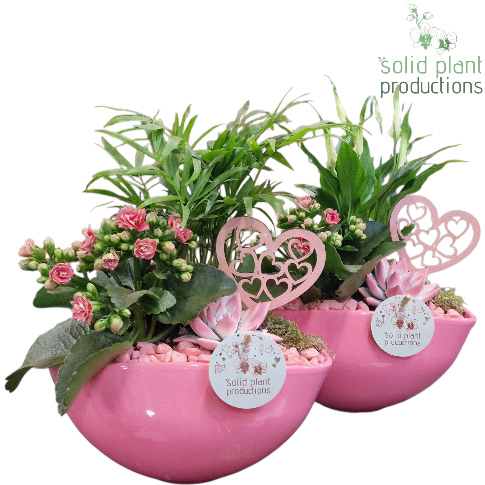 SCE005 Evelyn Pink Mix VM, D 22