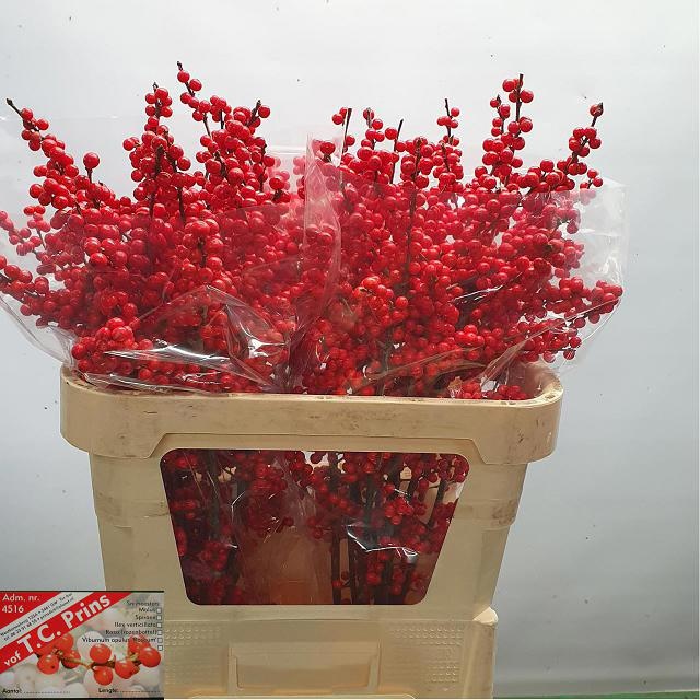 Илекс Красные ягоды 80, шт.