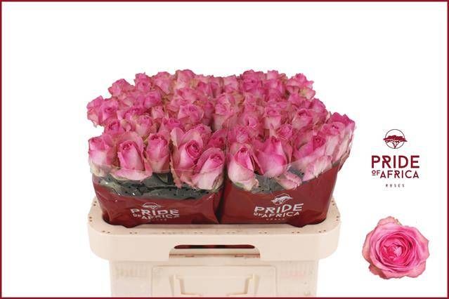 Роза од. Аваланш Кэнди+ 60, шт.