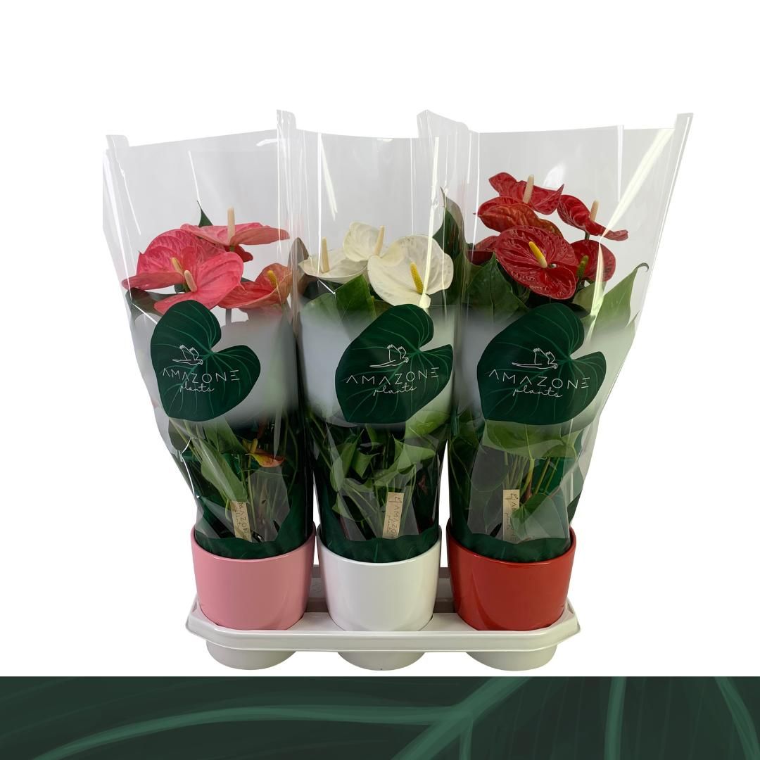 Anthurium mix keramiek 17cm, D 17