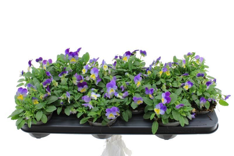 Viola cornuta Deltini Blue Purple W, D 11 cm