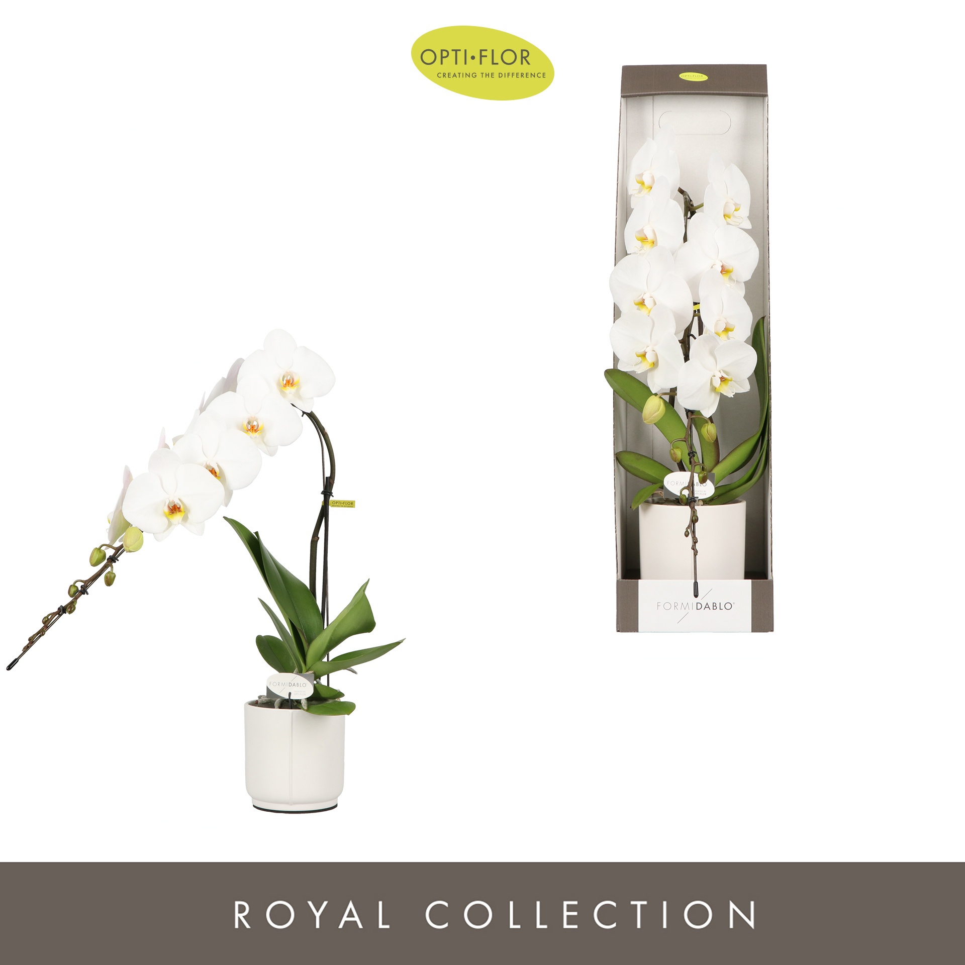 Formidablo Niagara Falls in Lazio White Showdoos, D 12