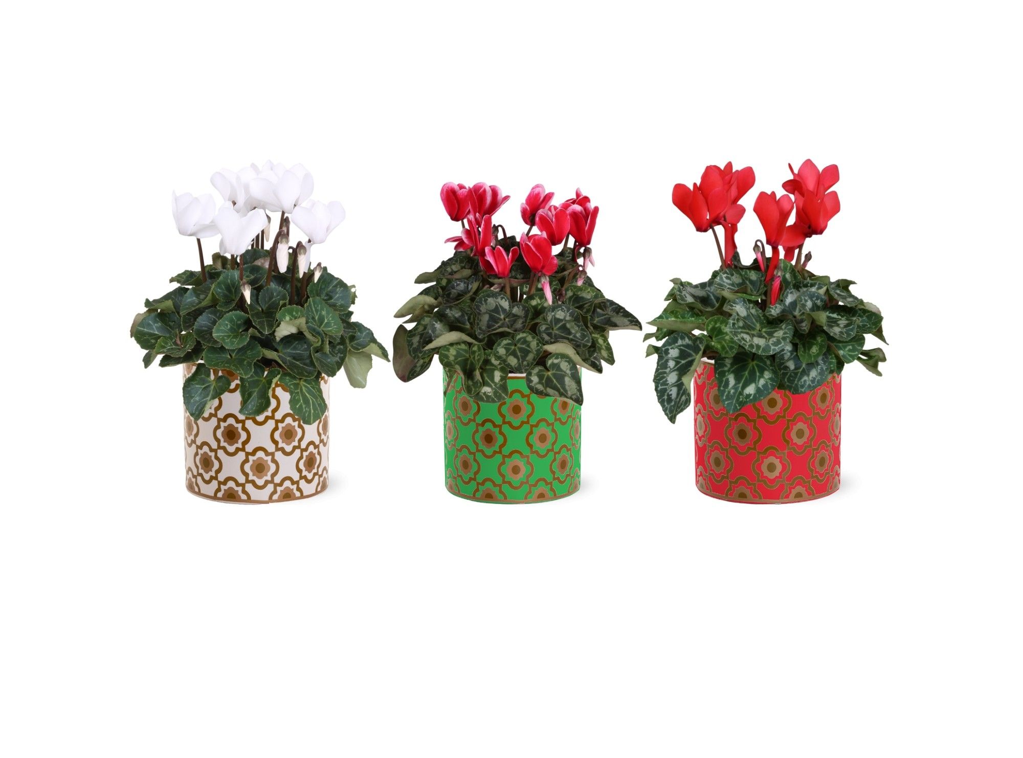 Collectie "Fun World" Cyclamen in keramiek Jacey Rood Wit, D 14