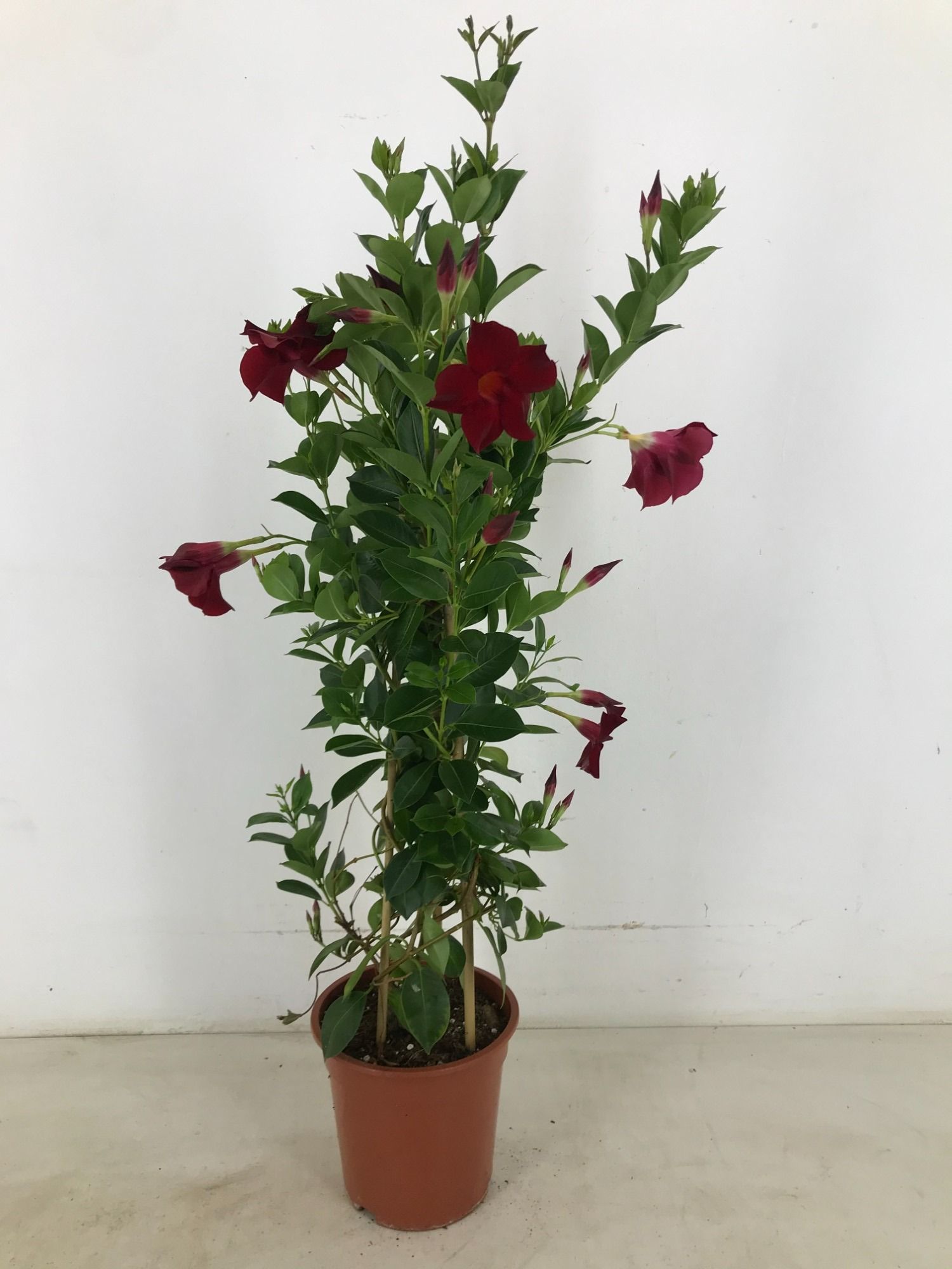 p22 Mandevilla piramide rio Grande Red, D 22