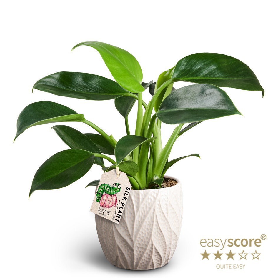 Leaf Sand, Philodendron ´Green Princess´, D 12