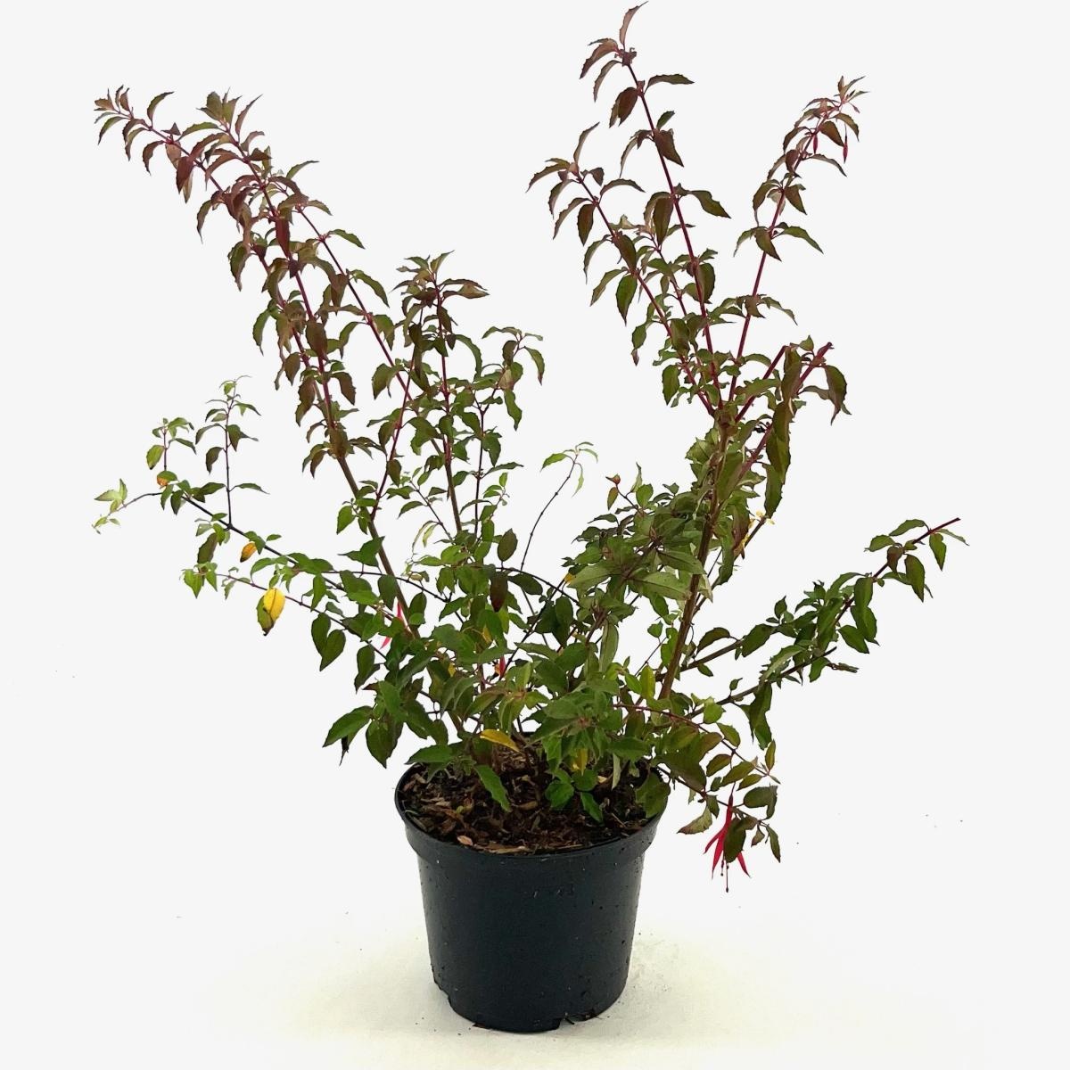 Fuchsia 'Riccartonii', D 17