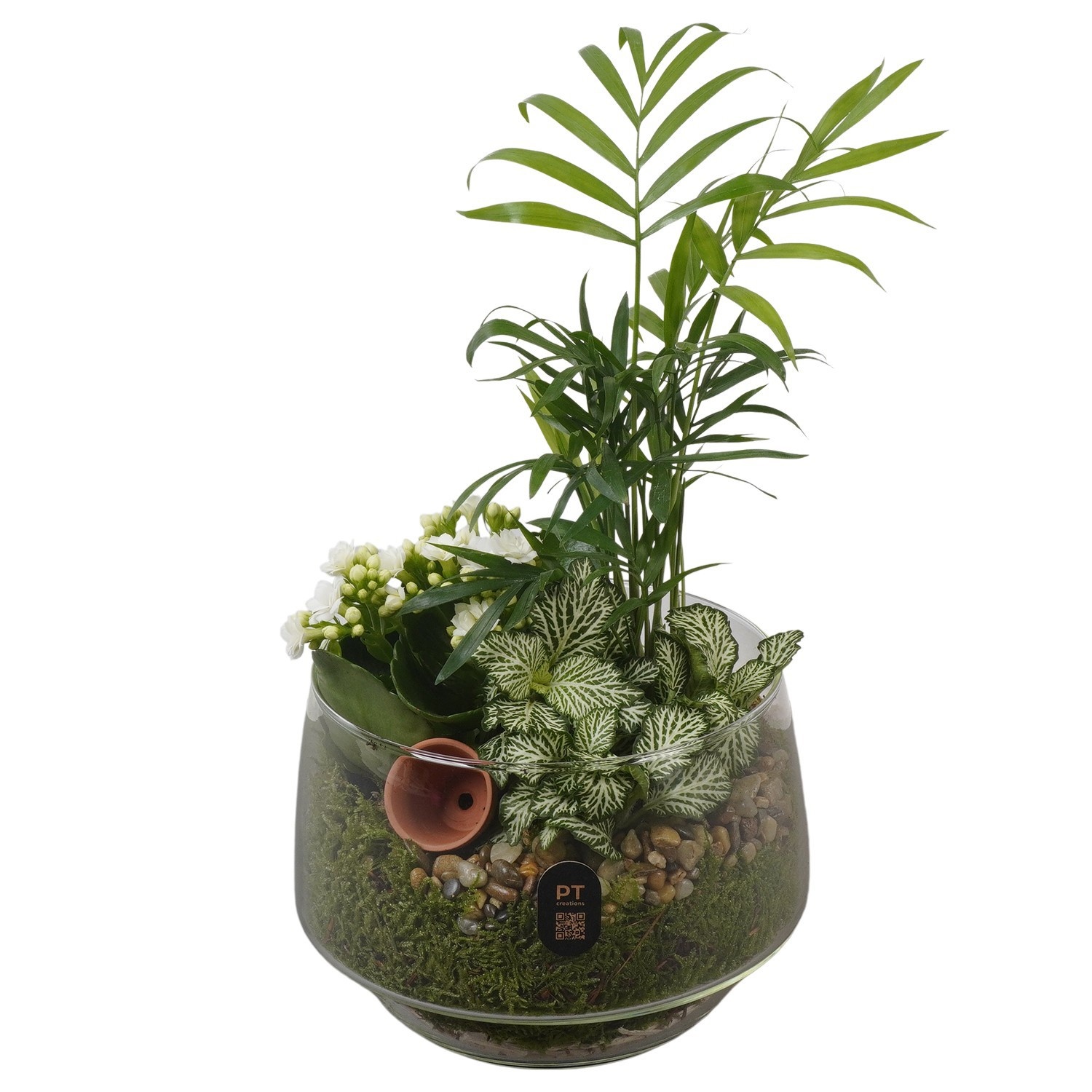 PTIG2649 Arrangement Indoor in glas schaal, D 17