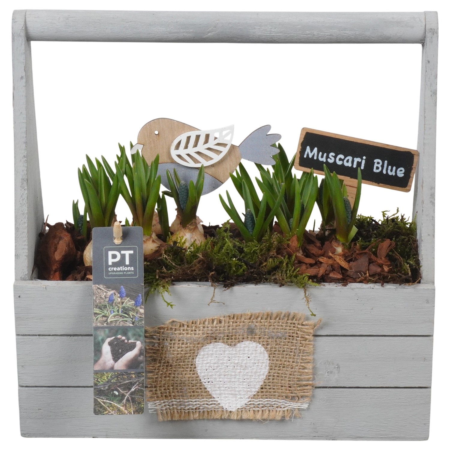 PTMB6292 Arrangement Muscari Blue in hout bak met hengsel, D 25