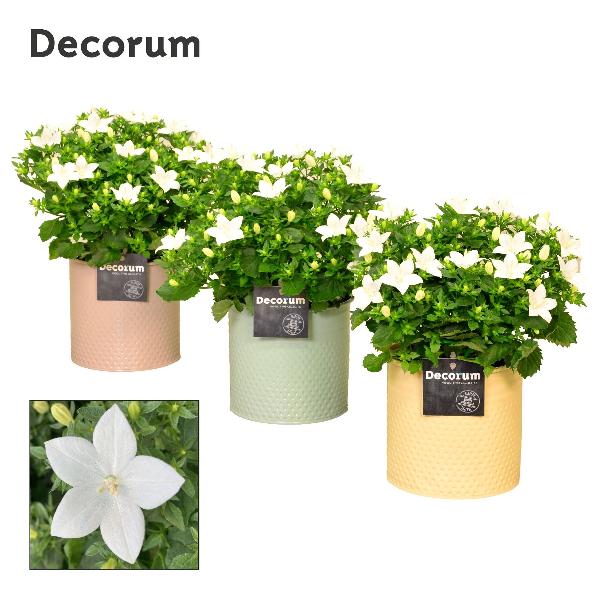 Campanula 'Atlanta' Decorum Zinc, D 14