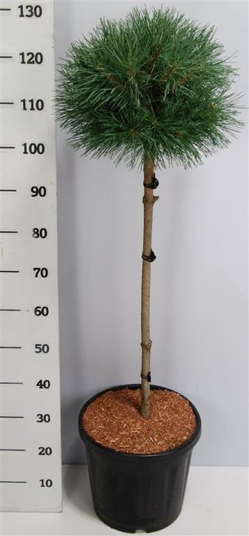 Pinus sylvestris 'Watereri', D 38