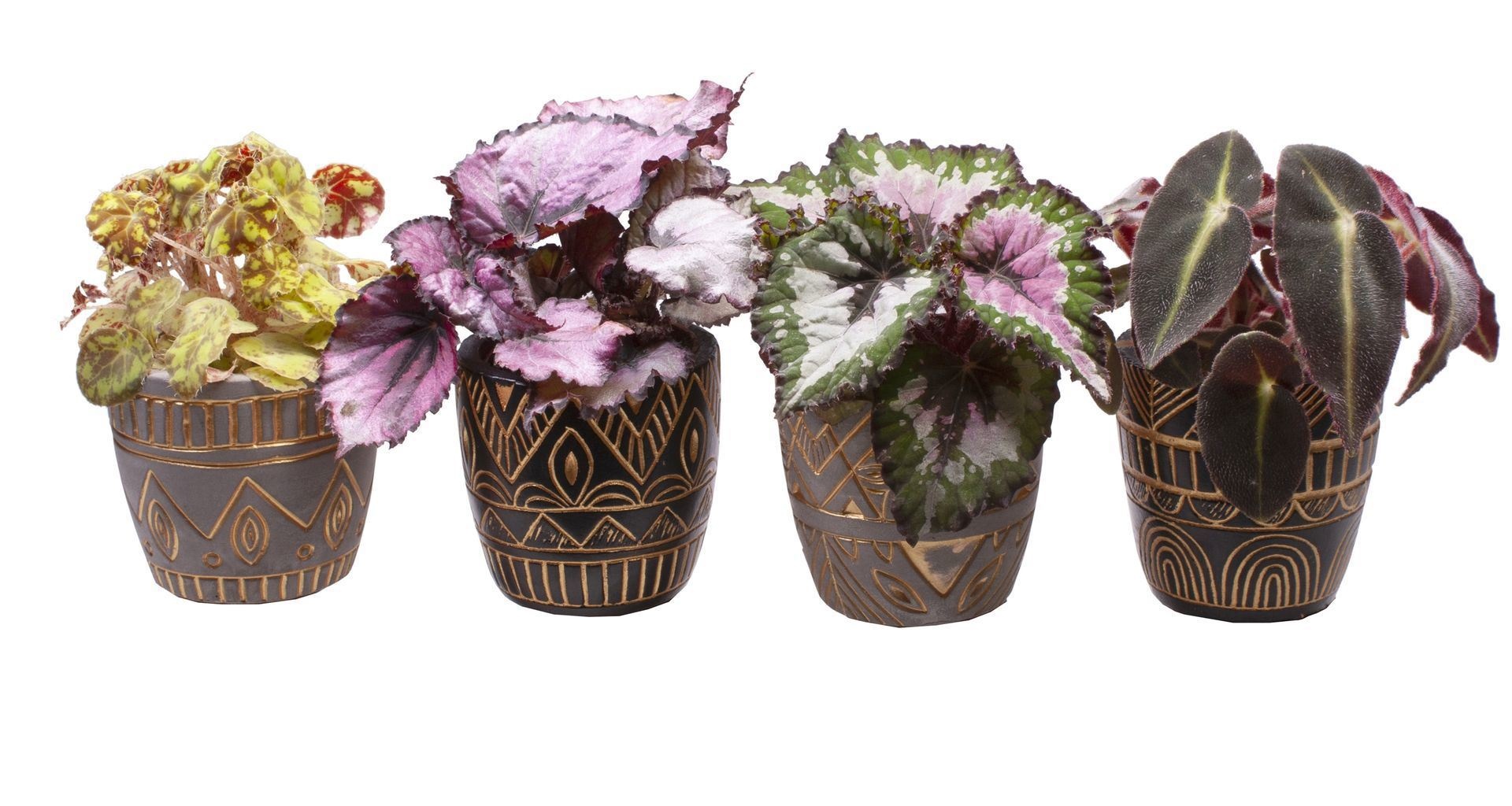 L 65505 with Begonia mix, D 6