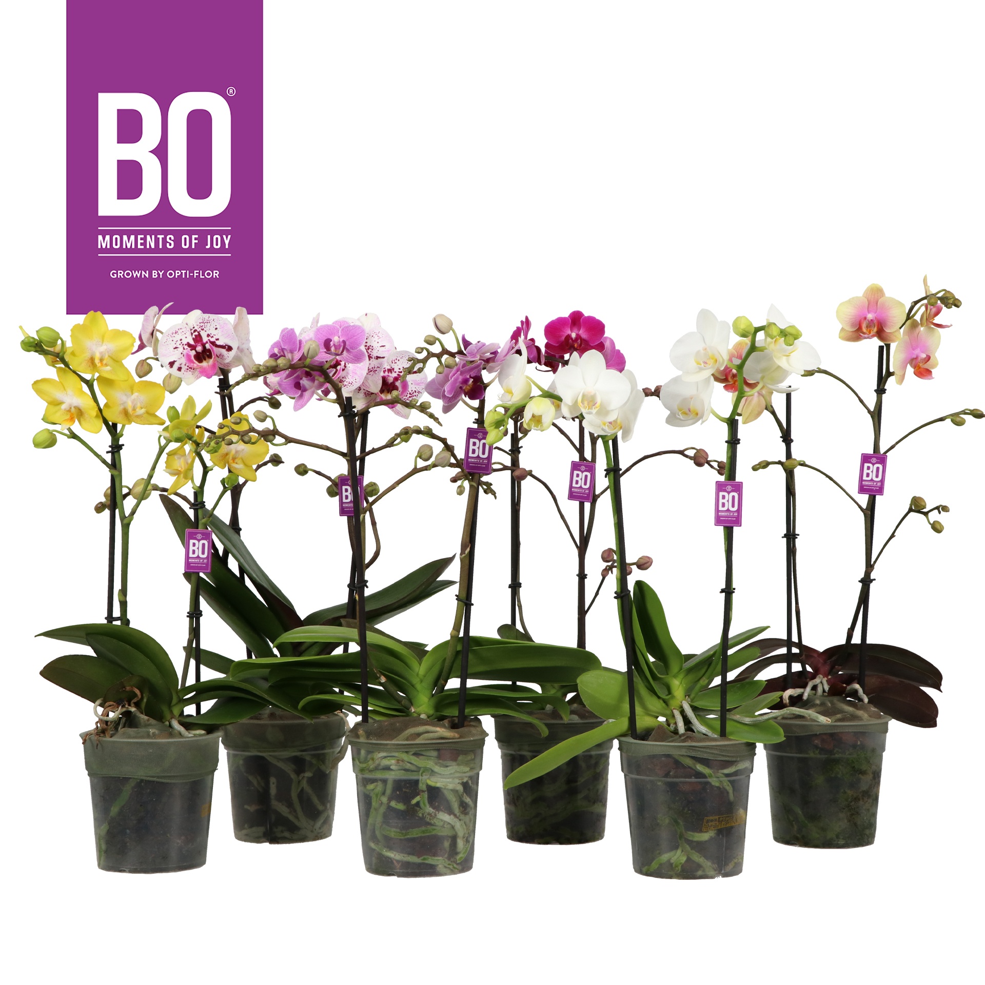 Colours P12 BO Mix 2 spike, D 12 cm