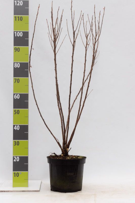 Ribes aureum C 4,6, D 23