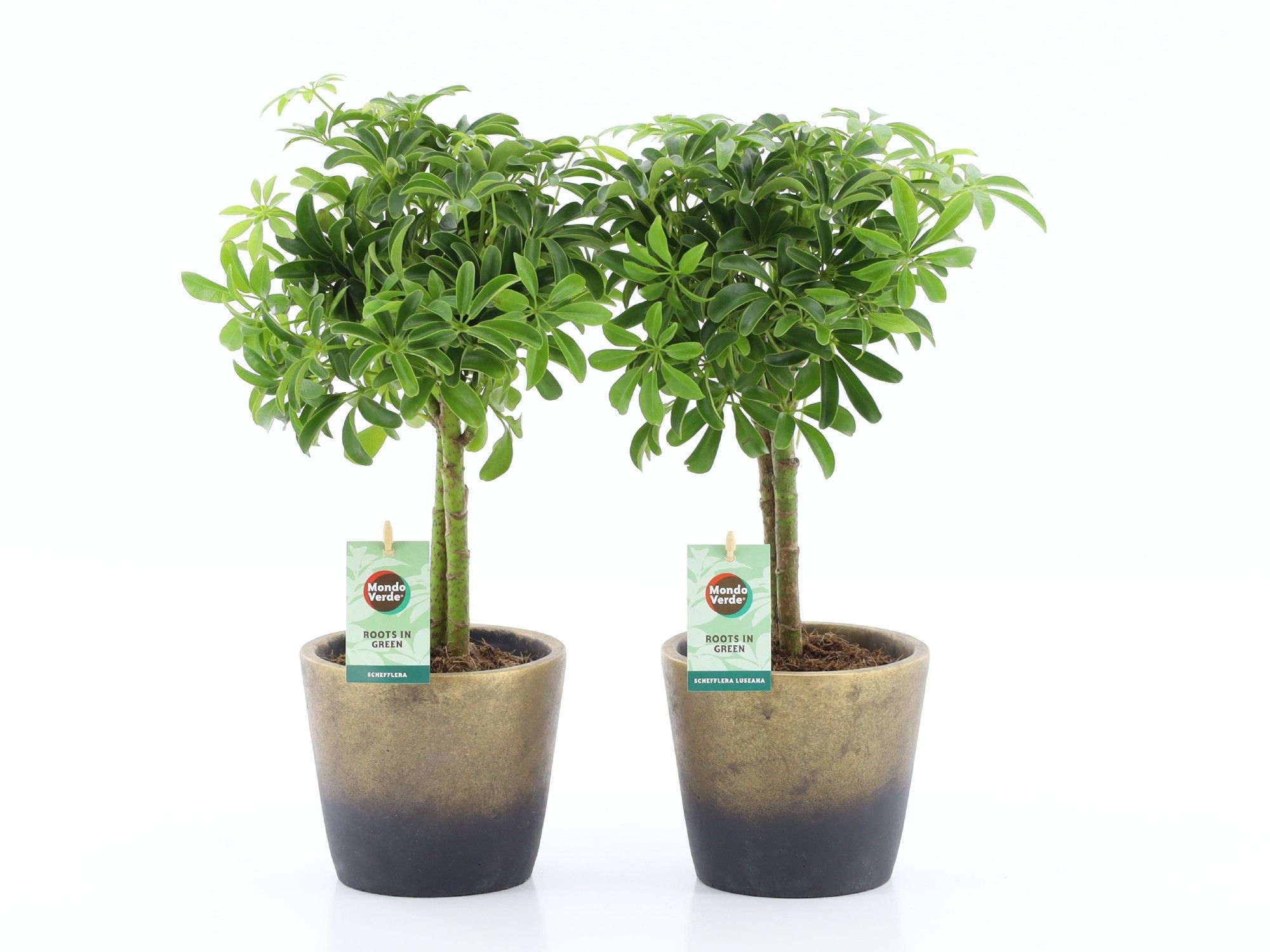 Schefflera Luseana in Lunar keramiek, D 13