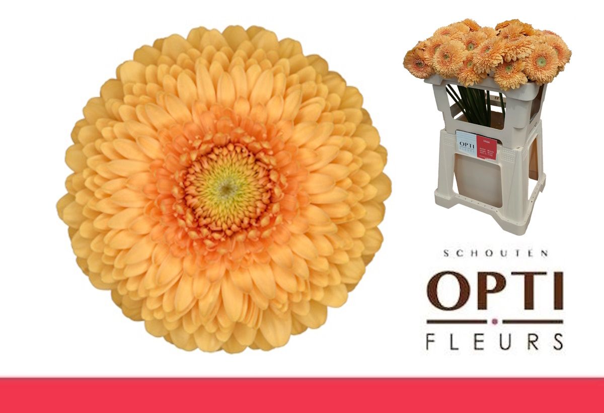 Гермини Помпон Банни (желт.), шт.