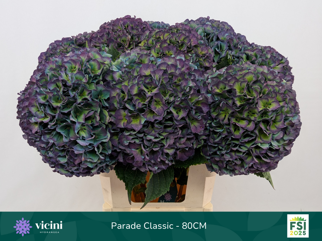 Гортензия Роял Парад Классик 80, шт.