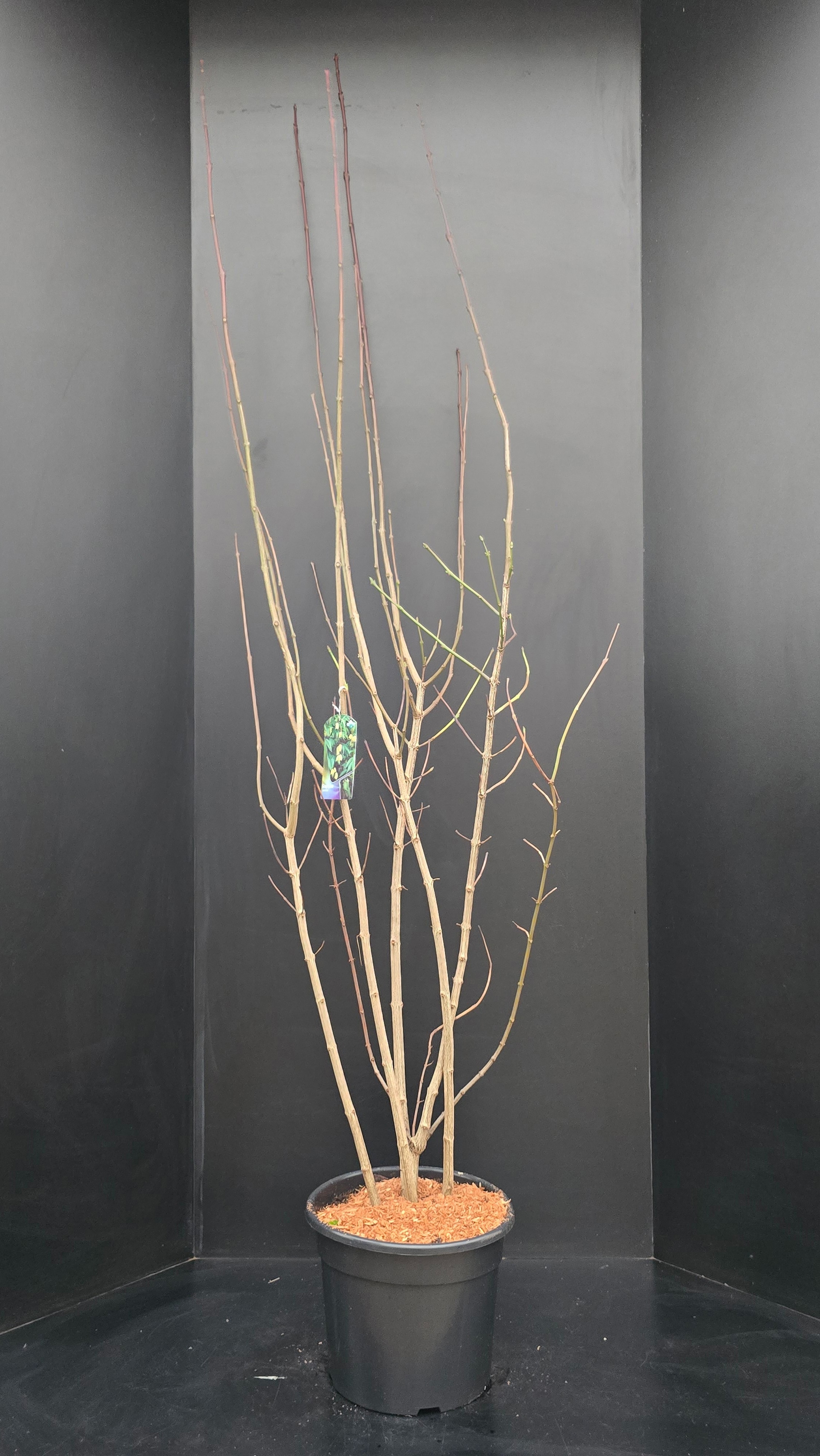 Staphylea colchica, D 34