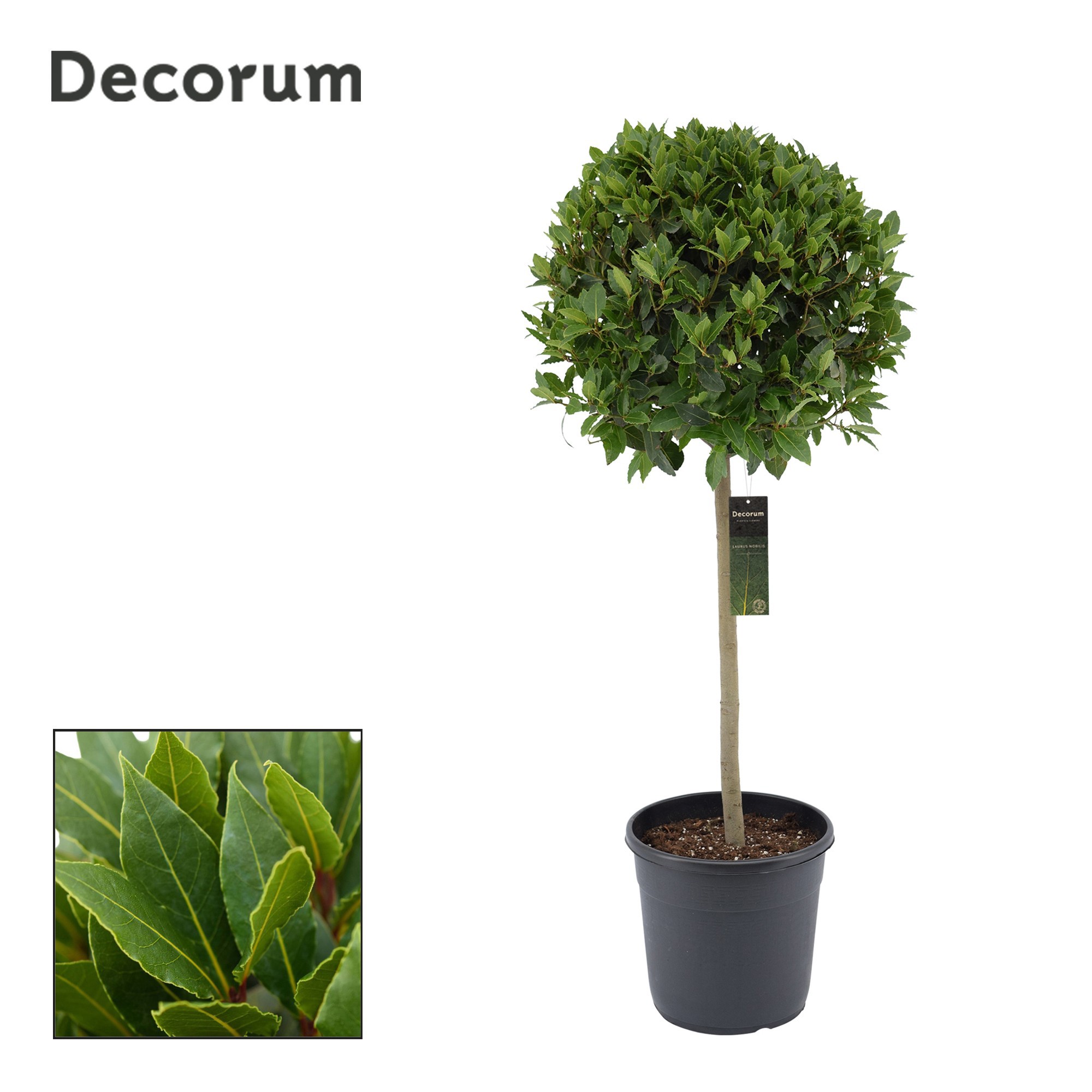 Laurus nobilis Bol op stam, D 30 cm