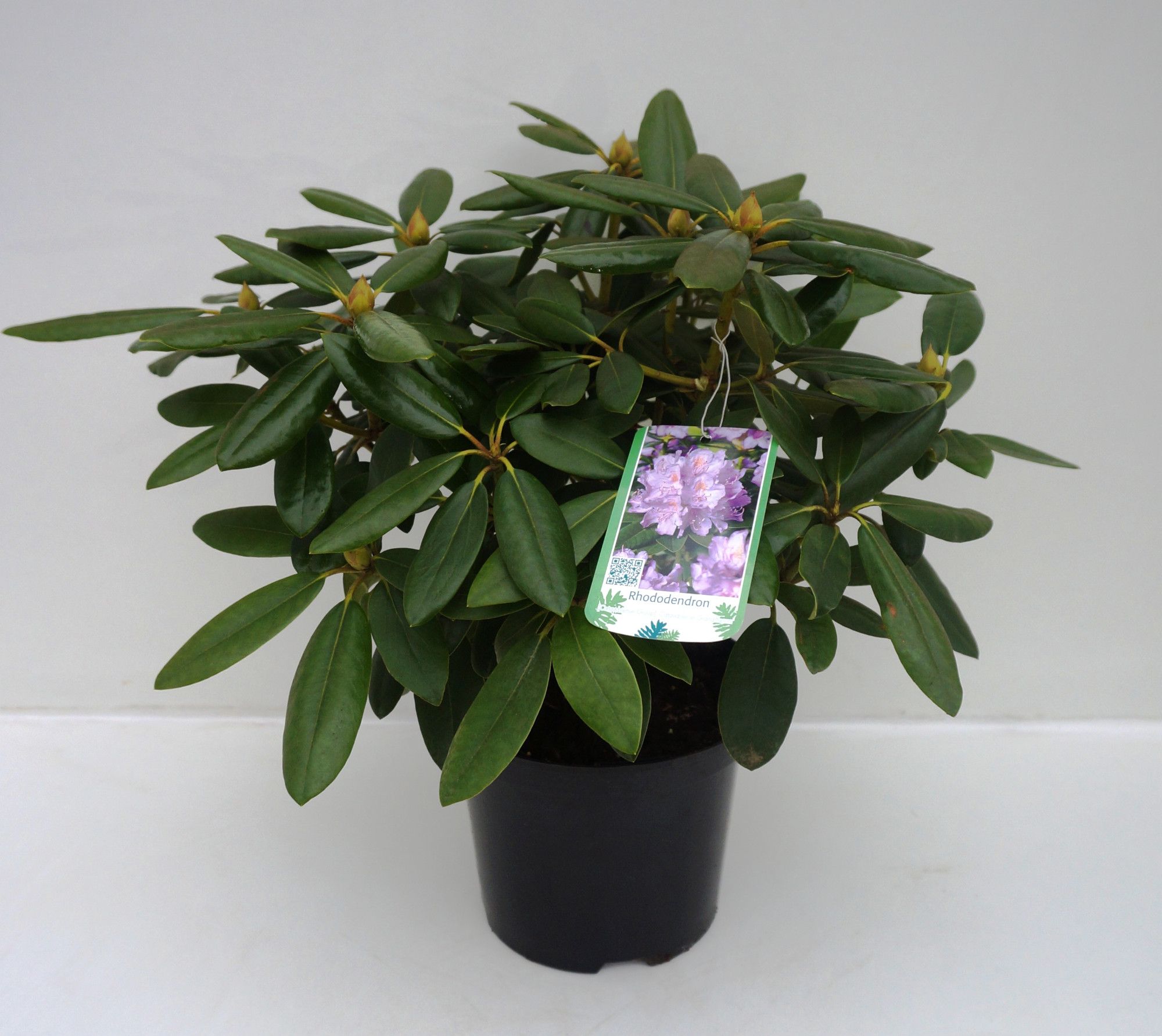 Rhododendron 'Catawbiense Grandiflorum', D 21