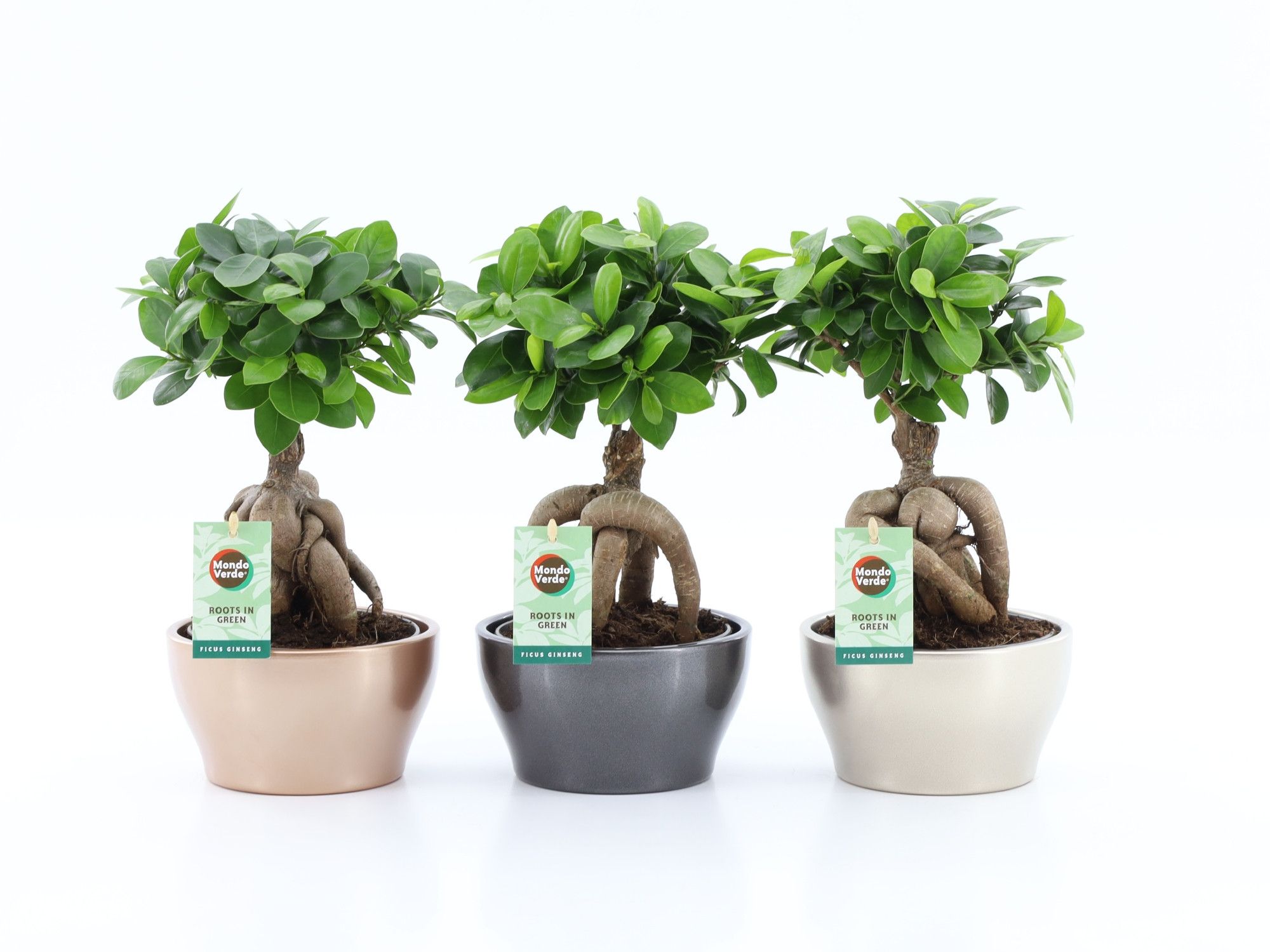 Ficus micr. Ginseng in Shiney, D 16