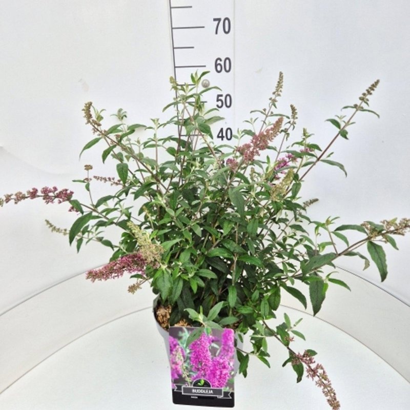 Buddleja d. 'Pink Delight', D 29