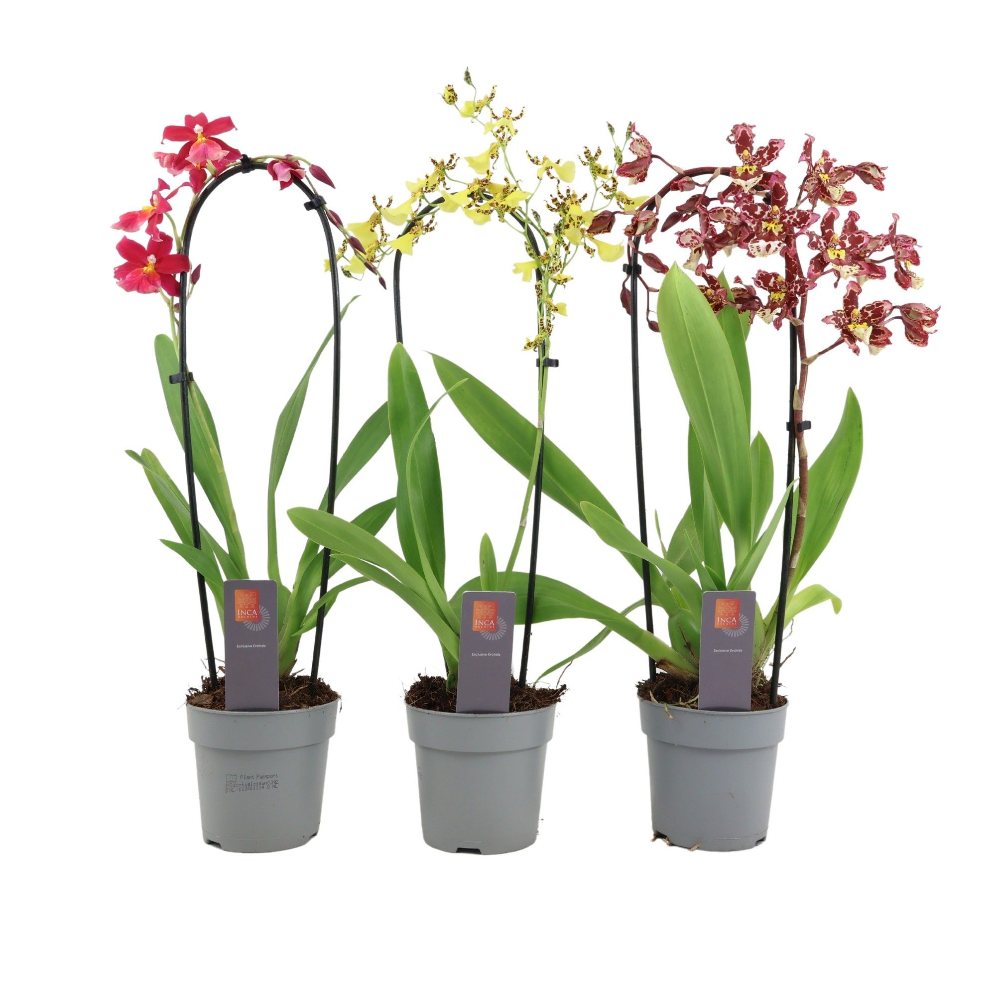 Inca Cambria mix Cascade, D 12