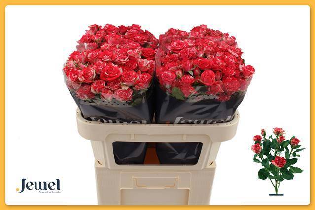 Роза куст. Фаеворкс 70, шт.