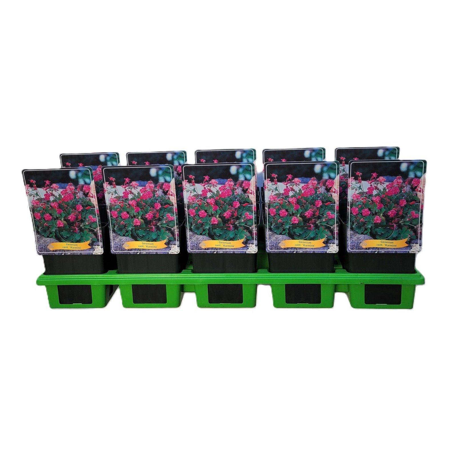 Geranium Karmina P11, D 11