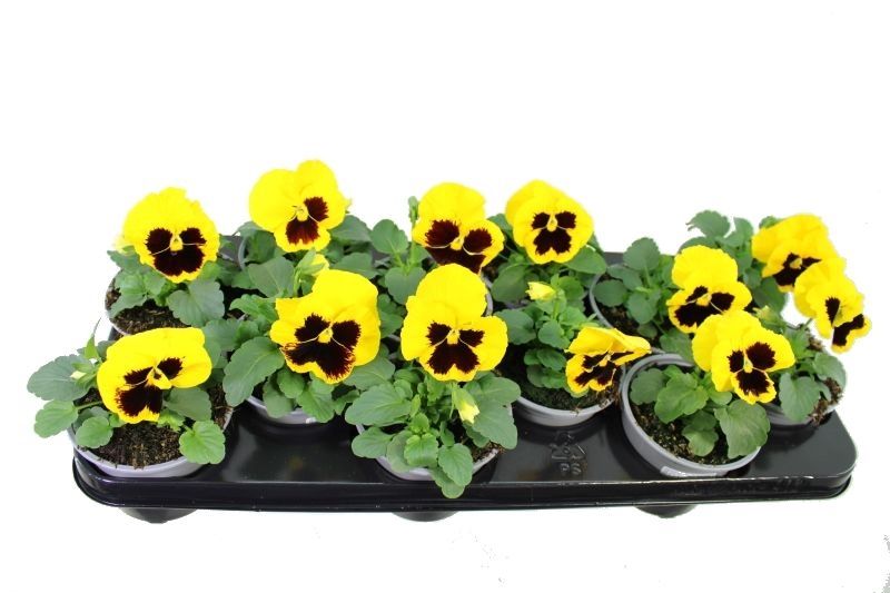 Viola witt. Delta Gold with Blotch, D 11 cm