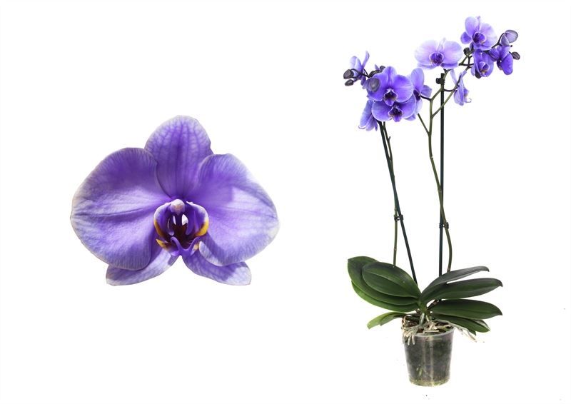 Phal I am Purple 2T18+ ( 2 lg/dc ), D 12