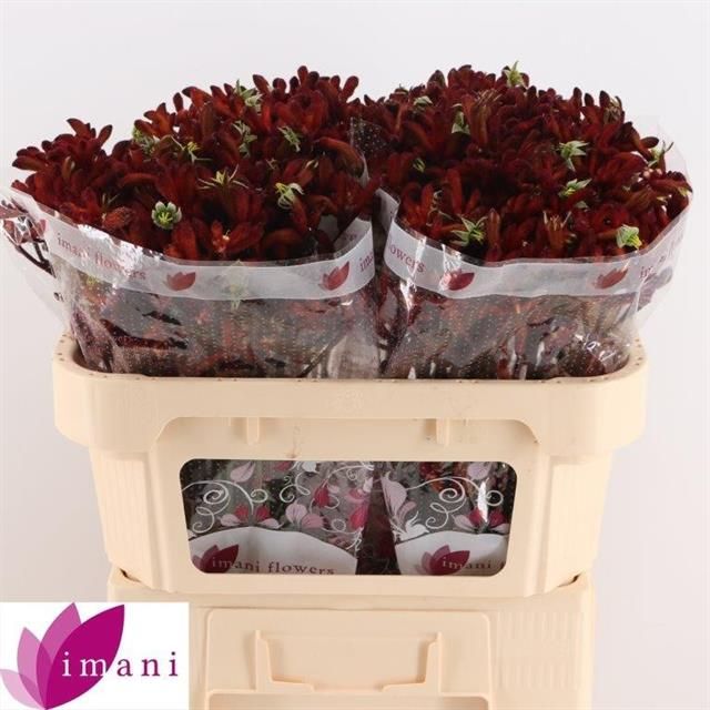 Анигозантус Эрли Спринг 70, шт.