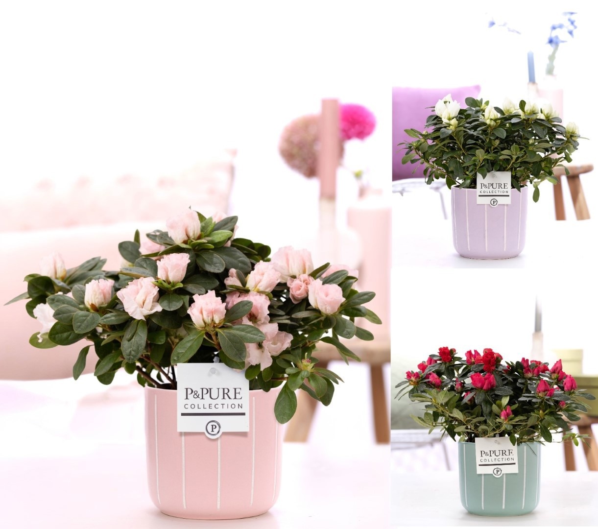 1st class Azalea mix in P&PURE Fleur ceramics ass. 3, D 12