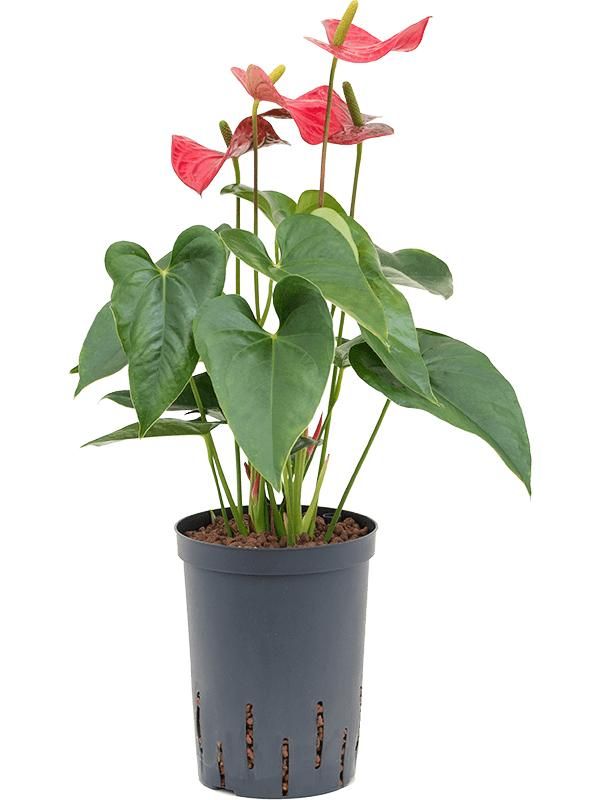 Anthurium andraeanum 'Sierra', D 15
