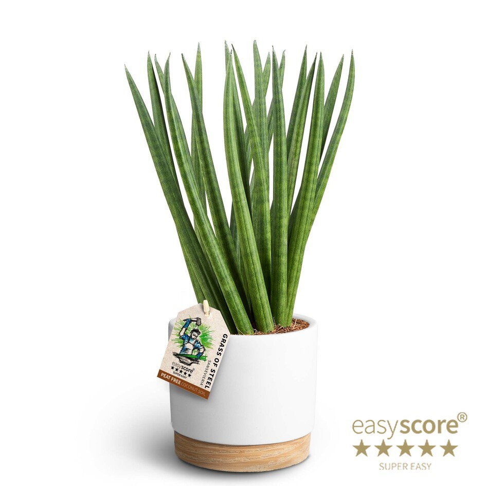 Woodbase White, Sansevieria ´Spaghetti´, D 12 cm Woodbase White, Sansevieria ´Spaghetti´, D 12 cm