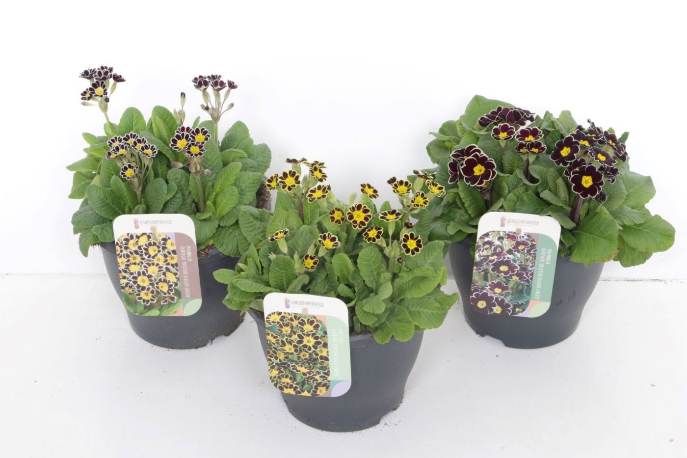 Primula elatior Laced mix, D 23