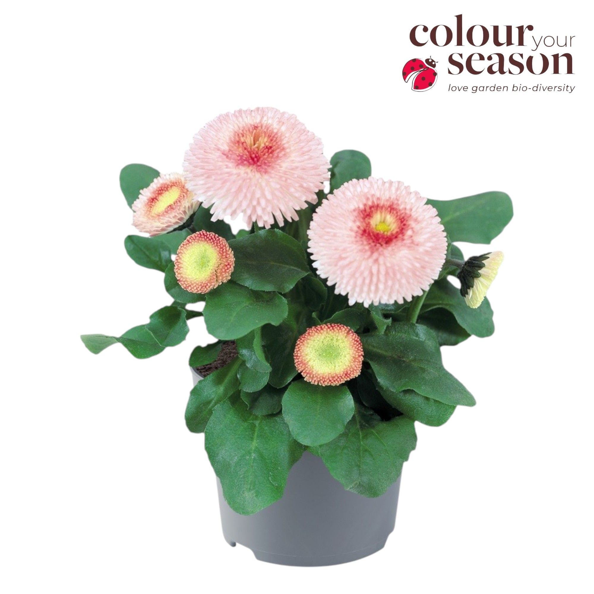 Bellis Tasso strawberries & cream P19, D 19