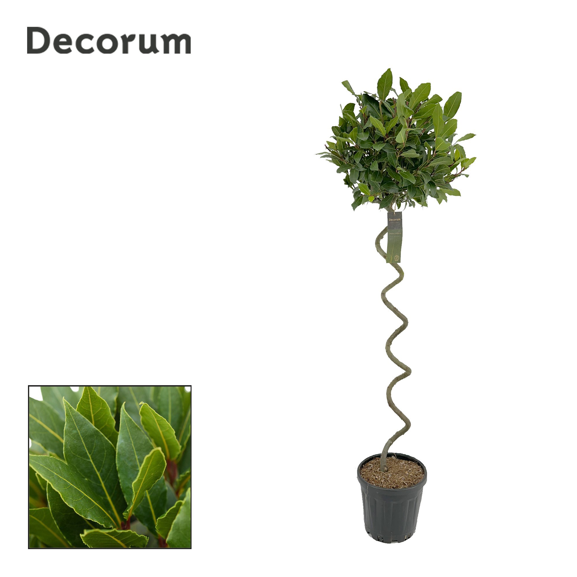 Laurus nobilis Kurketrekker, D 25
