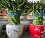 135 Лаки Драцена сандериана 圆瓷盆 53