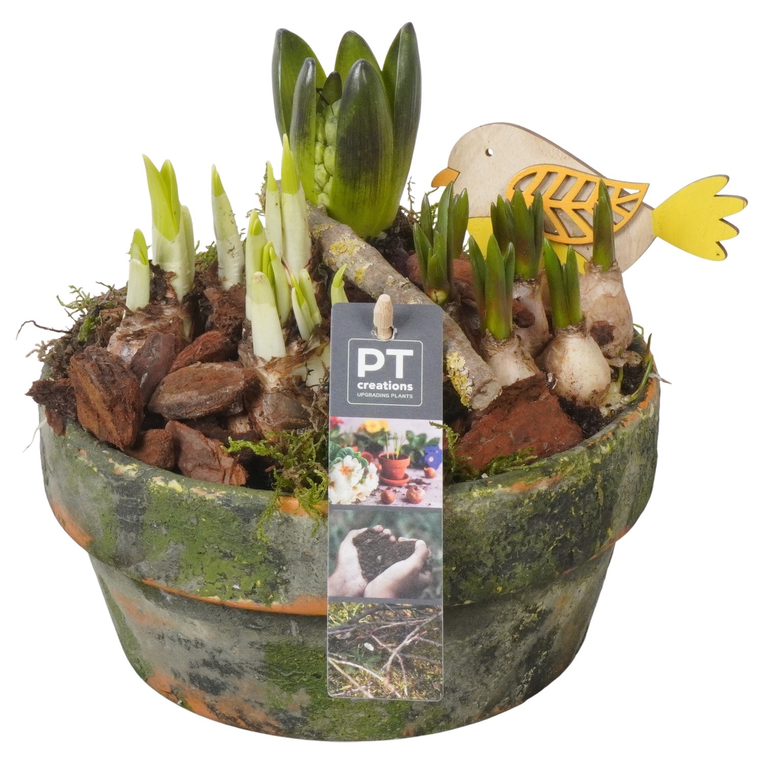 PTBM3871 Arrangement Flower Bulbs Mix in terracotta schaal, D 18