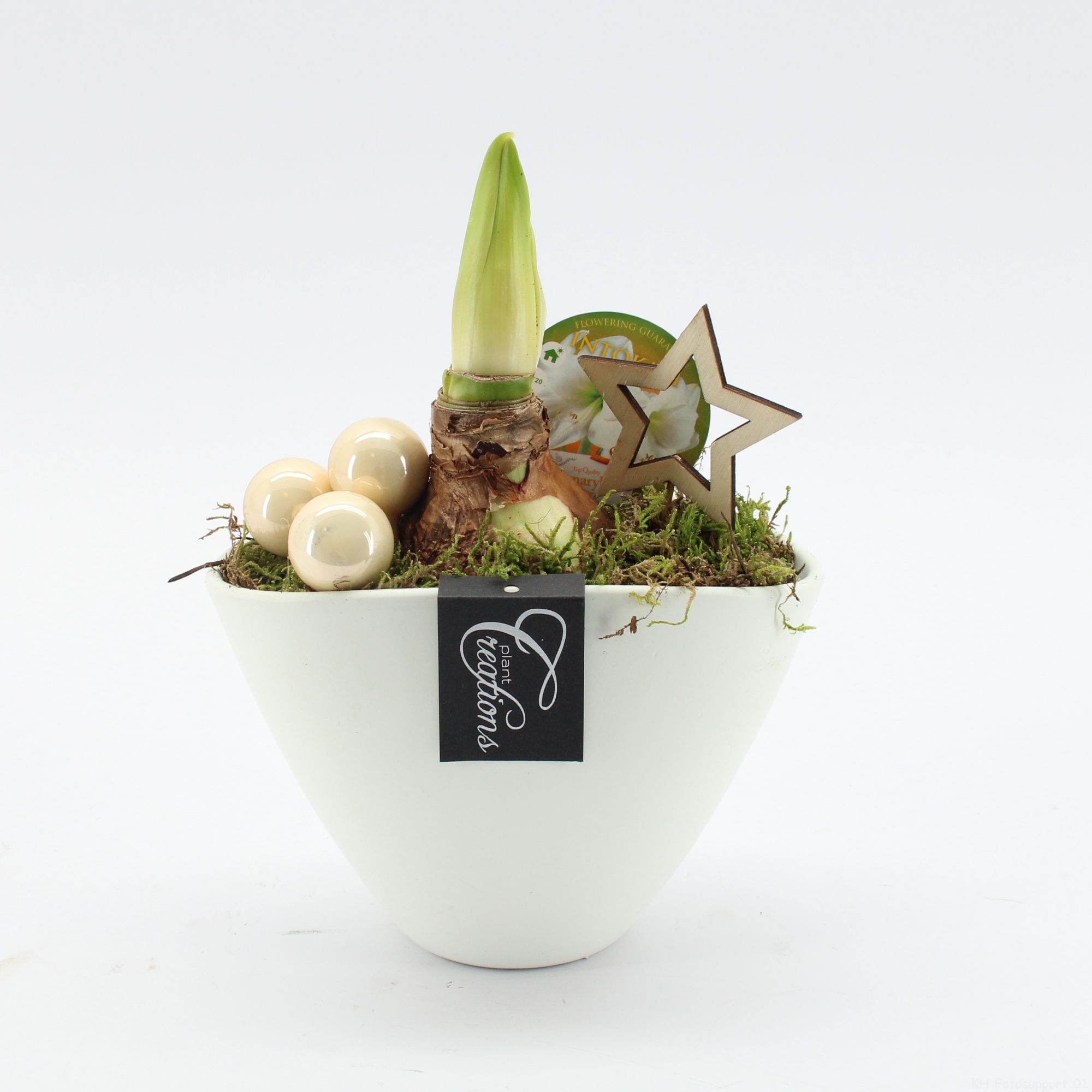 HXFD-2506W Xmas Amaryllis Fundamentals, D 18 cm