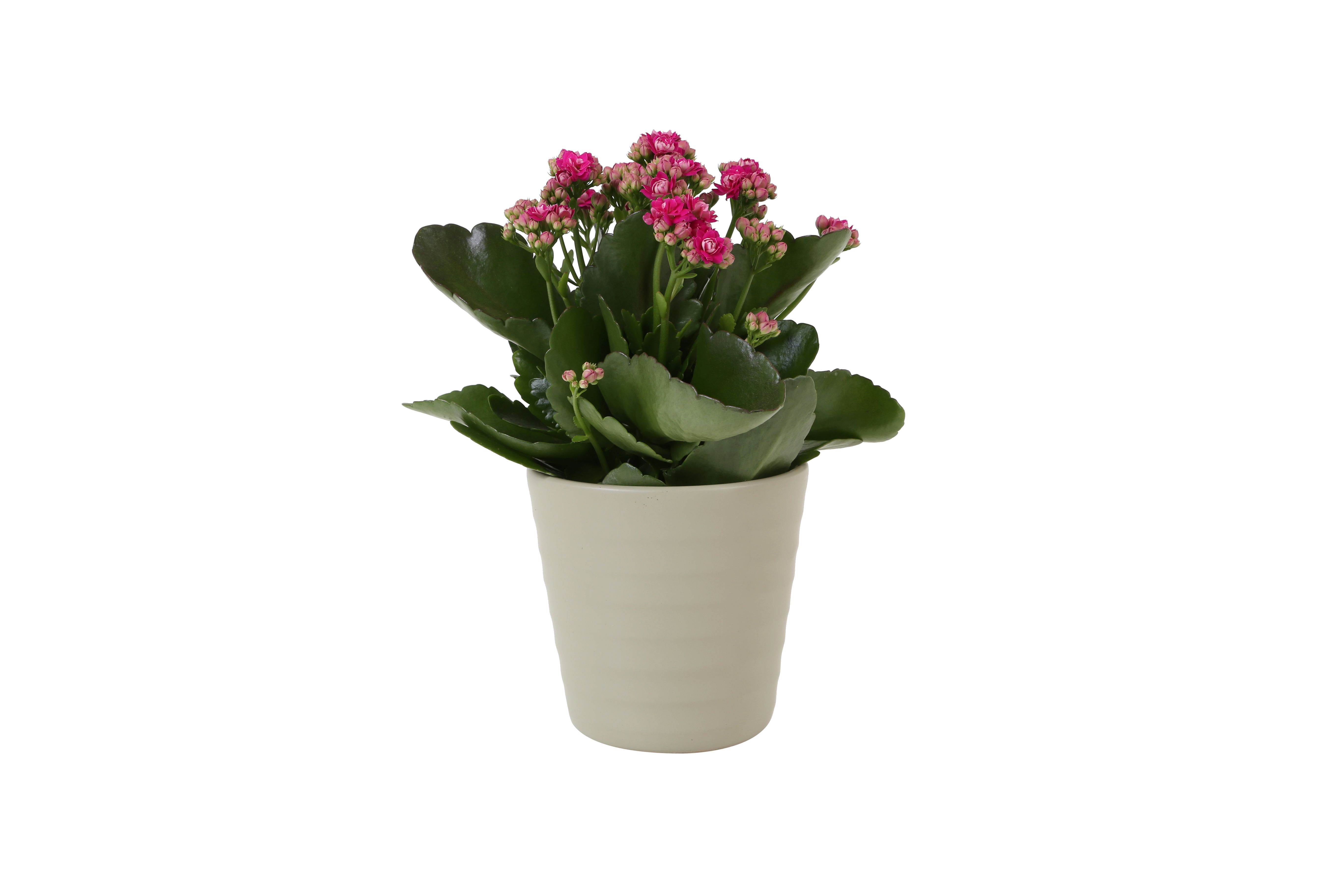 KP-809.1 GR - Kalanchoe Rosalina 12cm paars in groen keramiek, D 12 cm KP-809.1 GR - Kalanchoe Rosalina 12cm paars in groen keramiek, D 12 cm