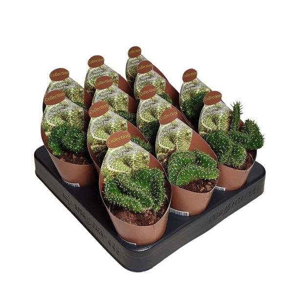 OPUNTIA CYLINDRICA CRESTATA- POT Ø 6,5 - COLLECTION WITH POTCOVER (CACTUS), D 6,5