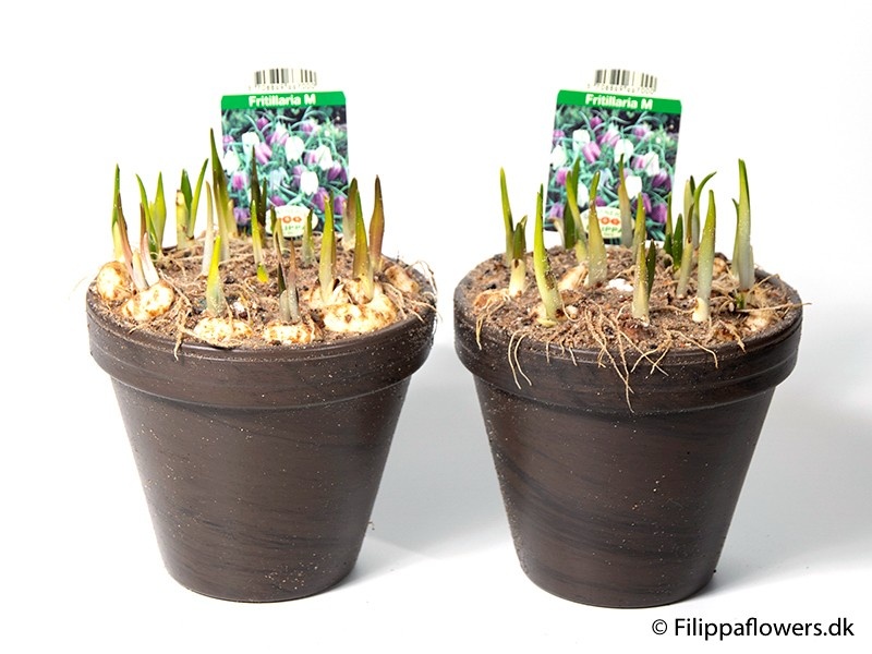 FRITILLARIA MELEAGRIS, D 15